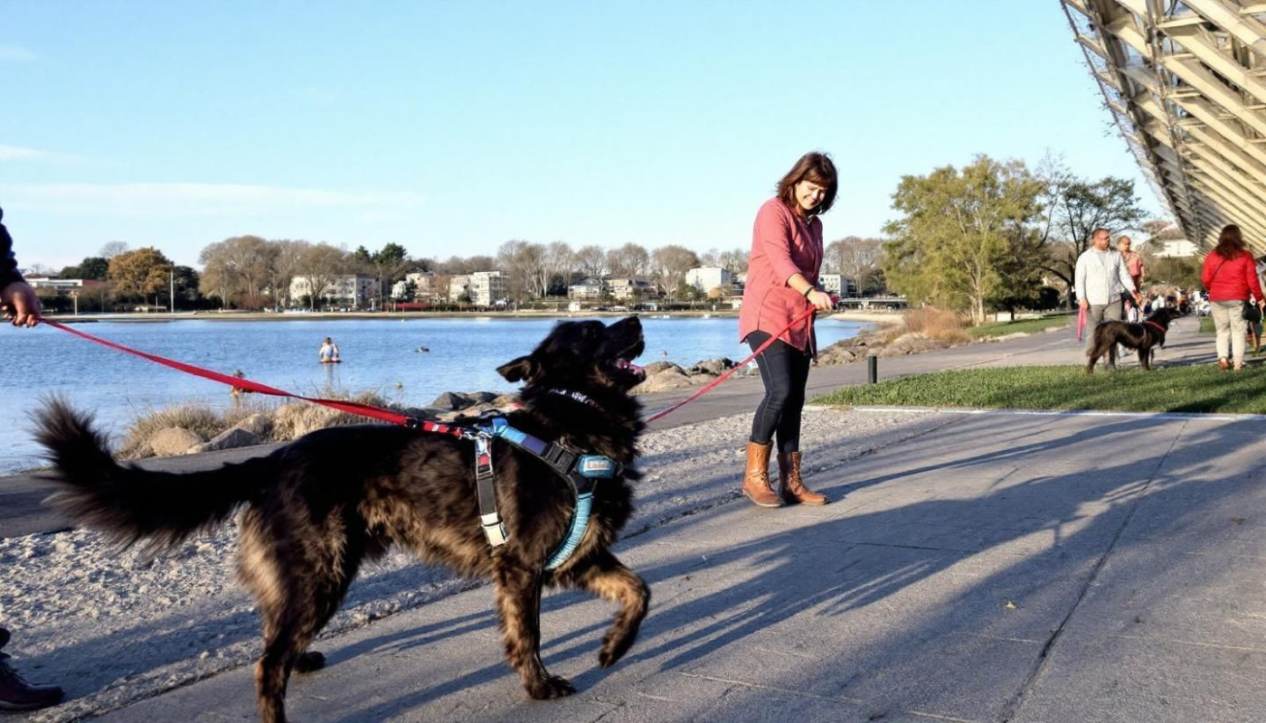 Animaux domestiques - Comment choisir le meilleur harnais anti-traction pour votre chien ?