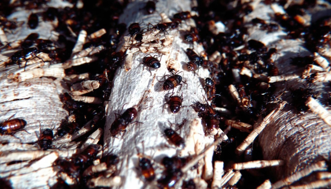 Comparatif nutritionnel : insectes séchés pour l'alimentation animale